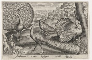 Two Peacocks and a Turkey by Nicolaes de Bruyn