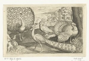 Two Peacocks and a Turkey (series title) Birds and Insects by Nicolaes de Bruyn