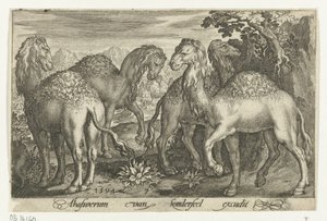 Four Dromedaries by Nicolaes de Bruyn