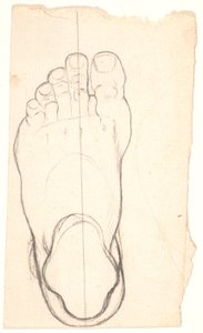 Sketch of a Foot Seen from Above. Heel Left