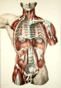 Flayed Torso, Plate from 