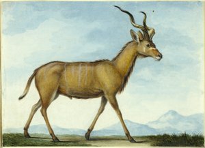 A Kudu by Nicolas Hüet the Younger
