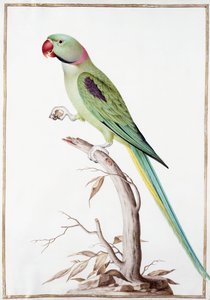Alexandrine Parakeet by Nicolas Robert
