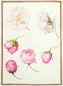 Six Heads of Old Fashioned Roses by Nicolas Robert