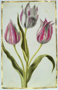 Tulips by Nicolas Robert