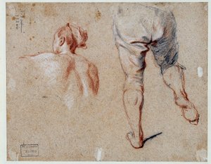 Study of anatomy