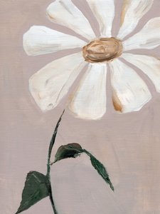 Soft White Daisy by Nikita Jariwala