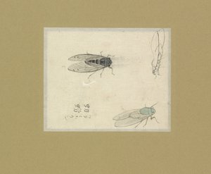 Three Studies of Flies