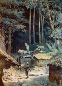 In the Depths of a Melanesian Forest