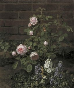 A Moss Rose Tree Surrounded by Summer Flowers