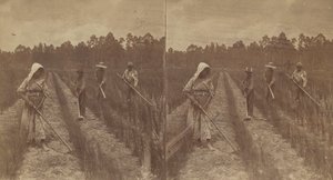 Hoeing Rice by O. Pierre Havens