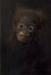 Baby orang-utan 1
