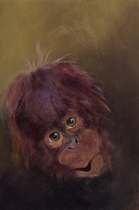 Baby Orangutan 2 by Odile Kidd