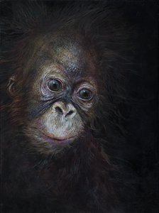 Baby orang-utan 3
