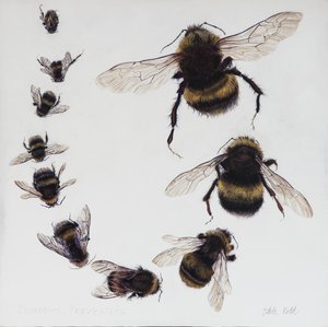 Bombus