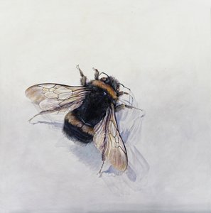 Bombus terrestris 11 by Odile Kidd