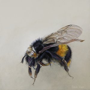 Bombus Terrestris 1 (a), 2008 by Odile Kidd