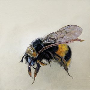 Bombus terrestris 1 (b) by Odile Kidd