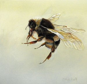 Bombus Terrestris 4, 2011 by Odile Kidd