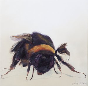 Bombus terrestris 9 by Odile Kidd