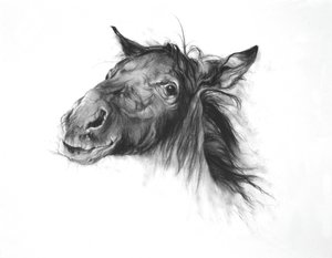 Colt by Odile Kidd