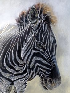 Equus Burchelli 1 (detail) by Odile Kidd