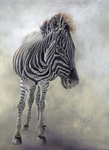 Equus burchelli 1 by Odile Kidd