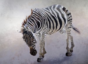 Equus burchelli 2 by Odile Kidd