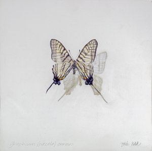 Graphium (Pazala) eurosus by Odile Kidd