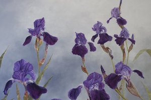 Iris hybrida (detail)