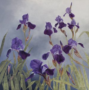 Iris Hybrida, 2015 by Odile Kidd