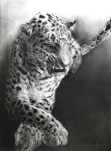 Panthera pardus 1 by Odile Kidd