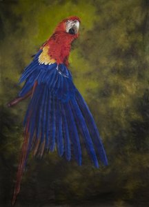 Scarlet macaw 2