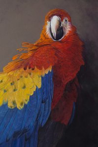 Scarlet macaw 3 (detail) by Odile Kidd
