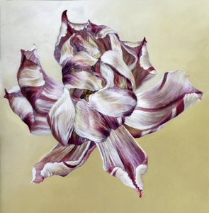 Tulipa, 2013