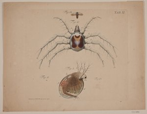 Insects. Plate II from Zoological Work by Odvardt Helmoldt de Lode