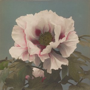 Tree Peony by Ogawa Kazumasa