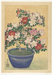 Blooming Azalea in Blue Pot