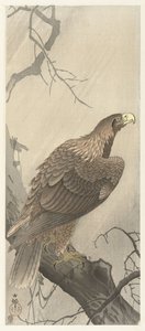 Eagle on a Tree Branch by Ohara Koson