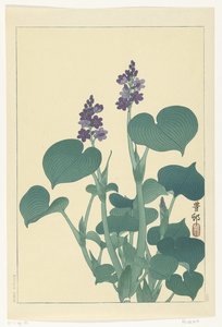 Blooming Hosta