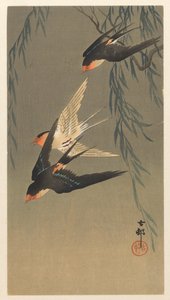 Three Red-Rumped Swallows in Dive