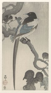 Magpie on Tree Branch
