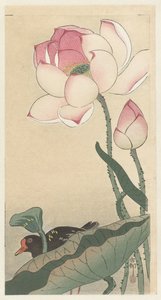 Gallinule with Lotus Flowers by Ohara Koson