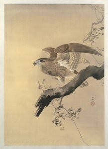 Hawk