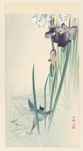 Kingfisher and Irises