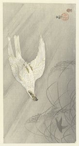 Hunting Hawk
