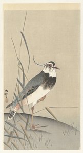 Lapwing and Reed