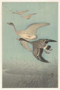 Barnacle Geese in Flight