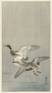 Pair of Ducks