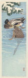 Pair of Wild Ducks in Water